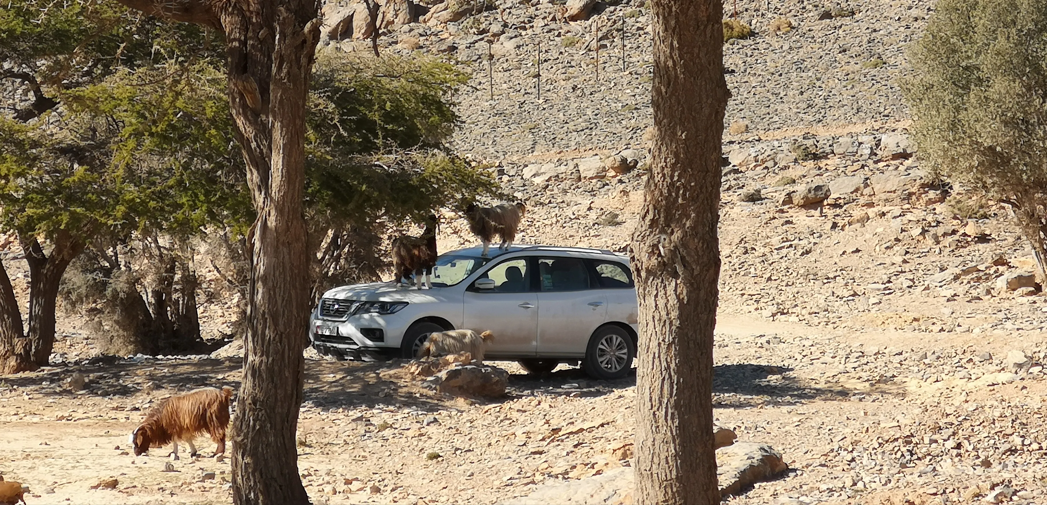 Rental cars are the best way to get around, but do not park under trees or you will find it to be the playground of goats
