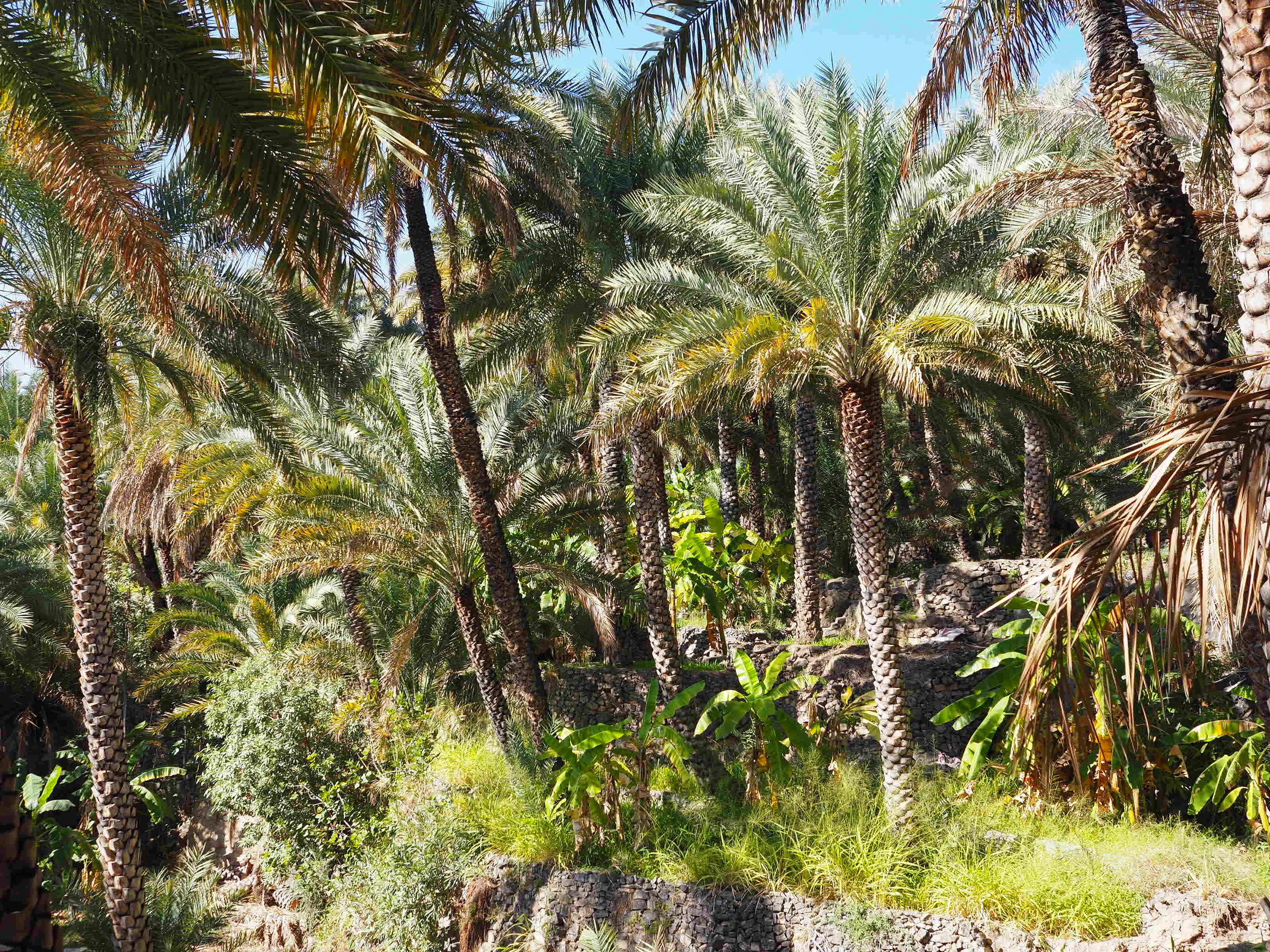 Palms in the Misfah oasis